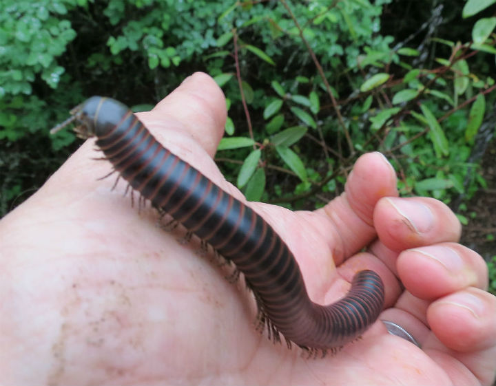 Big Millipede